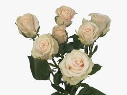 Pink Roses